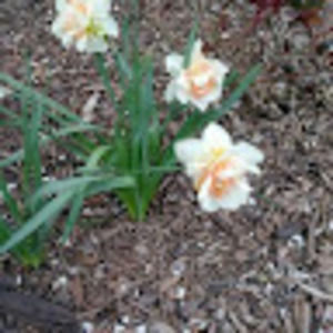 Meet your Posher, Karli